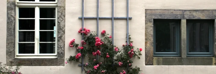 Rosa Kletterrose an Hauswand